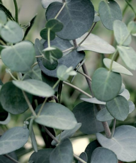 Cider Gum - Eucalyptus Gunnii - Trees by Post