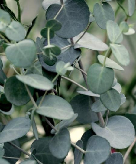 Cider Gum - Eucalyptus Gunnii - Trees by Post