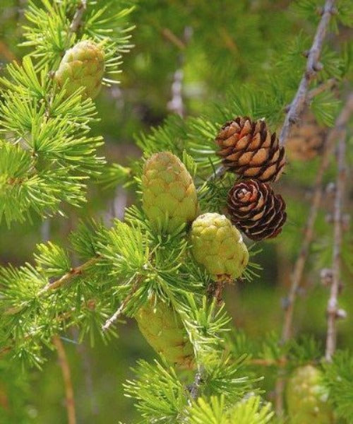 European Larch Trees - Larix decidua - Trees by Post