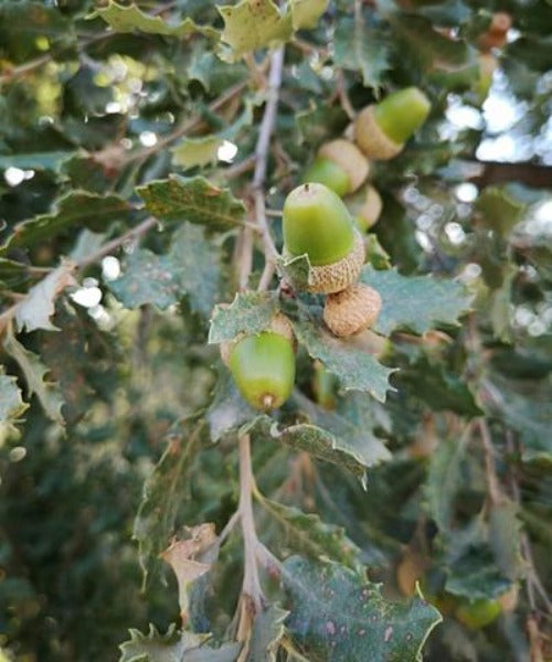 Evergreen Oak - Quercus ilex - Trees by Post