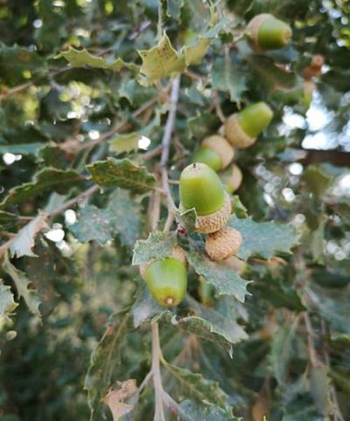 Evergreen Oak - Quercus ilex - Trees by Post