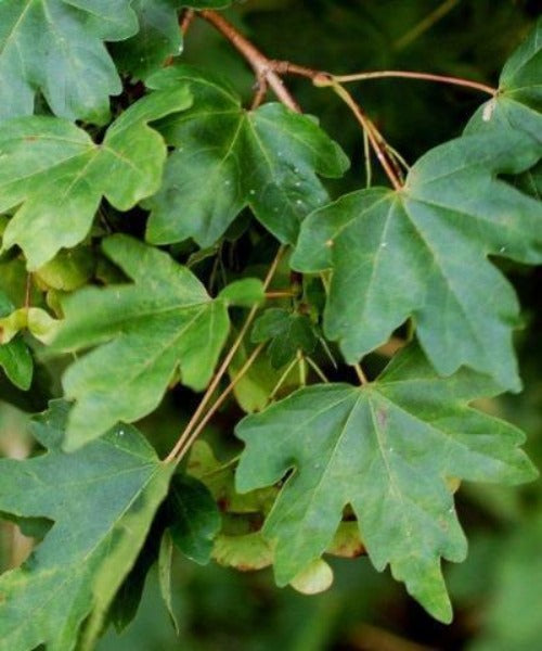 Field Maple Trees - Acer campestre - Trees by Post