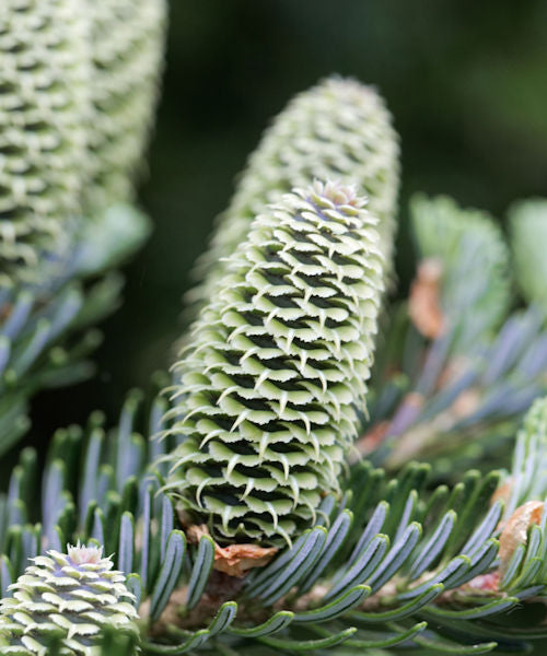 Fraser Fir - Abies fraserii - Trees by Post