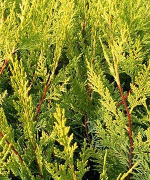 Gold Leyland Cypress - Cupressocyparis leylandii 'Castlewellan' - Trees by Post