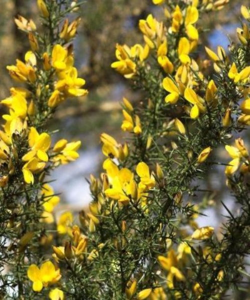Gorse Hedging - Ulex europaeus - Trees by Post