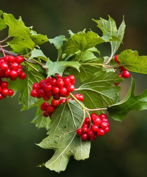 Guelder Rose -  Viburnum opulus - Trees by Post