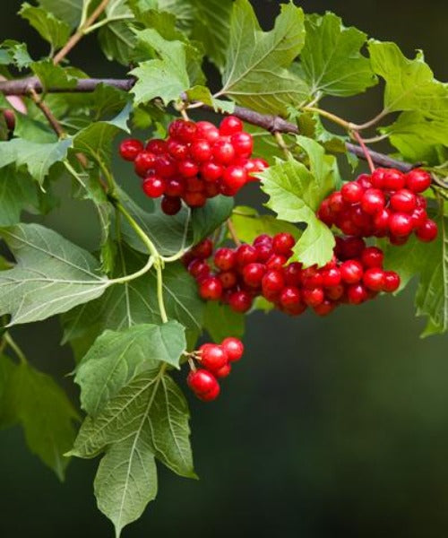 Guelder Rose -  Viburnum opulus - Trees by Post