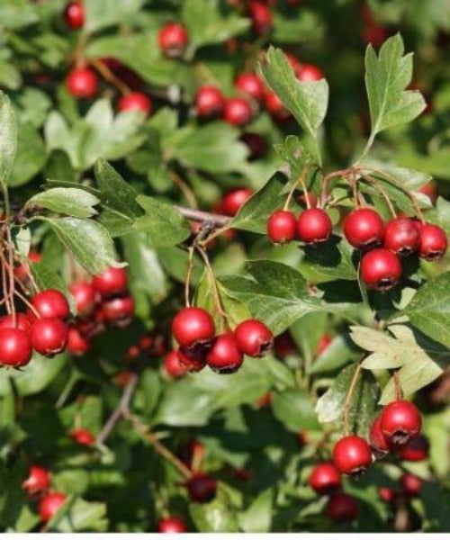 Hawthorn Hedging - Crataegus monogyna - Trees by Post