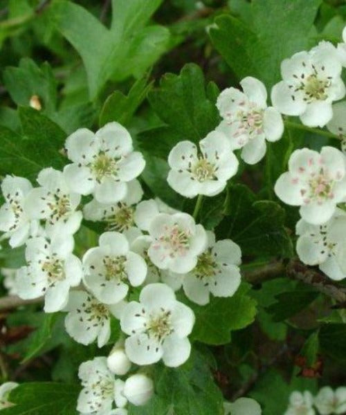 Hawthorn Hedging - Crataegus monogyna - Trees by Post