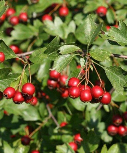 Native Hedge Mix - Trees by Post