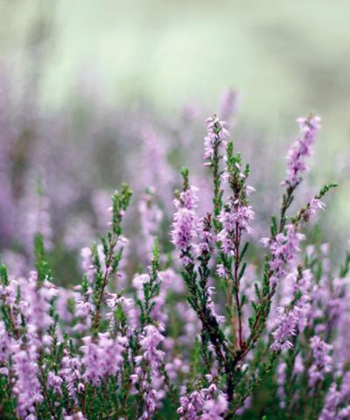 Wild Heather - Calluna vulgaris - Trees by Post