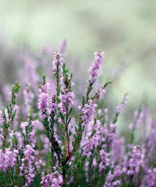 Wild Heather - Calluna vulgaris - Trees by Post