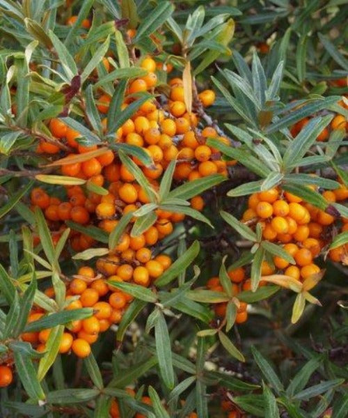 Sea Buckthorn - Hippophae rhamnoides - Trees by Post