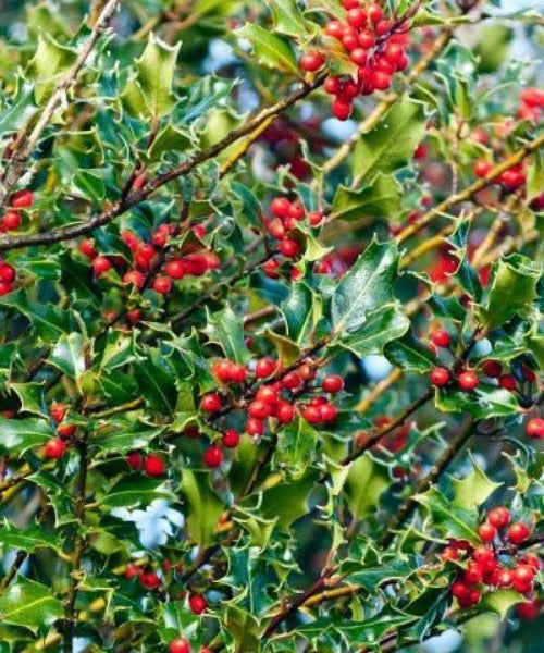 Holly Trees Hedging - Ilex aquifolium - Trees by Post