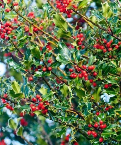 Holly Trees Hedging - Ilex aquifolium - Trees by Post