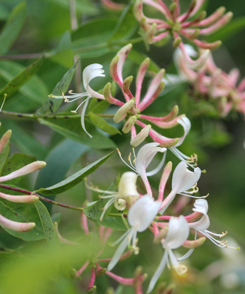 Honeysuckle - Lonicera periclymenum - Trees by Post
