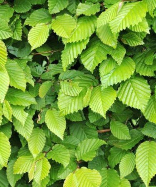 Hornbeam Hedging Trees - Carpinus betulus - Trees by Post