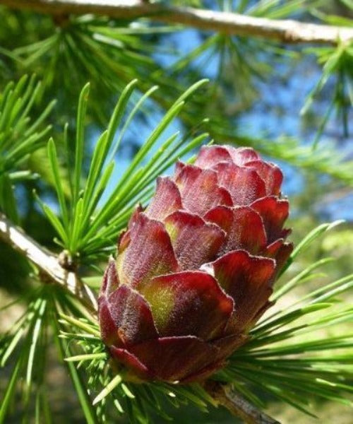 Hybrid Larch Trees - Larix eurolepis - Trees by Post