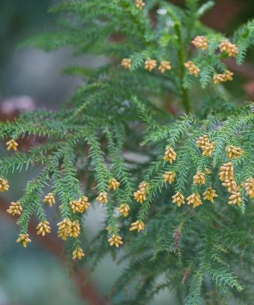 Japanese Cedar - Cryptomeria japonica - Trees by Post