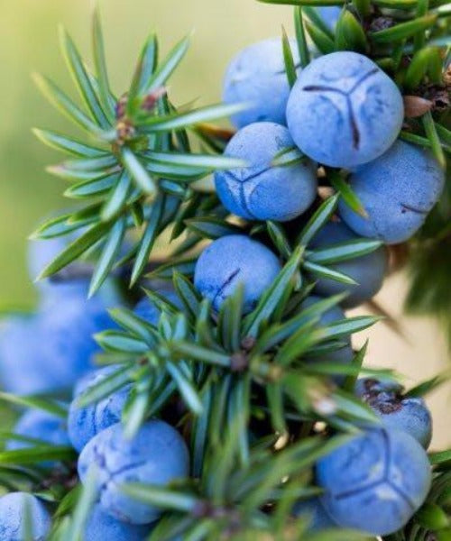 Juniper - Juniperus communis – Trees by Post