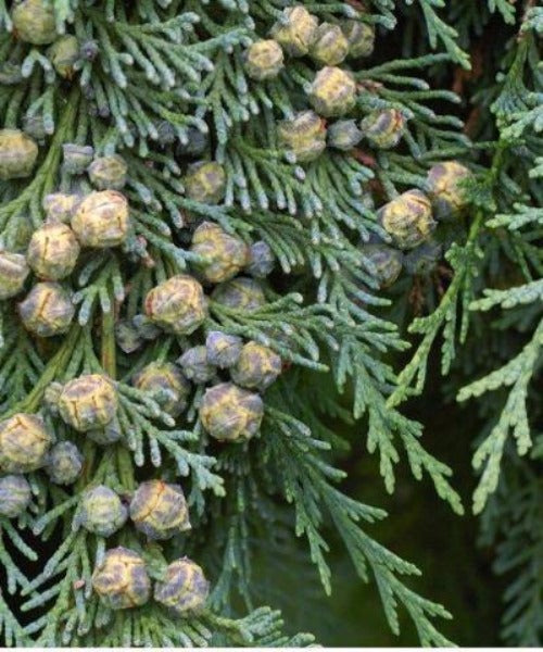 Lawson Cypress Hedging - Chamaecyparis lawsoniana - Trees by Post