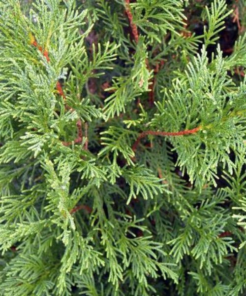 Leyland Cypress - Leylandii cupressocyparis - Trees by Post