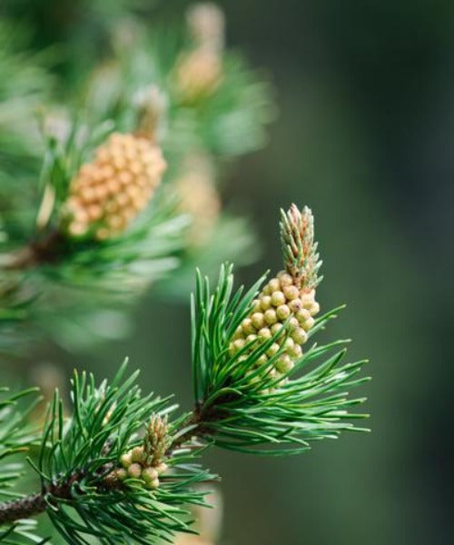 Lodgepole Pine - Pinus contorta - Trees by Post