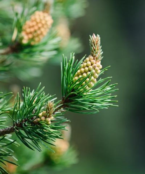 Lodgepole Pine - Pinus contorta - Trees by Post