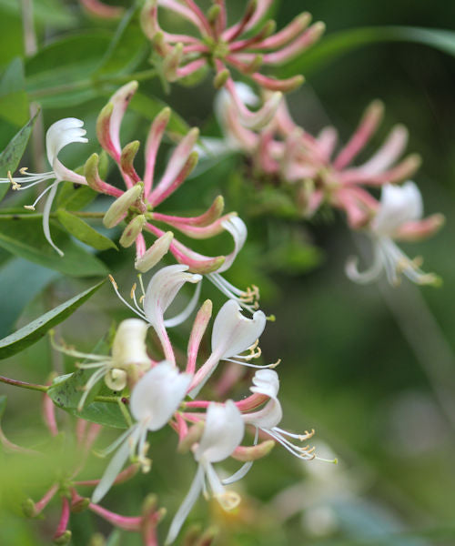 Honeysuckle - Lonicera periclymenum - Trees by Post