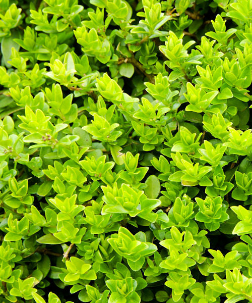 Boxleaf Honeysuckle - Lonicera nitida - Trees by Post