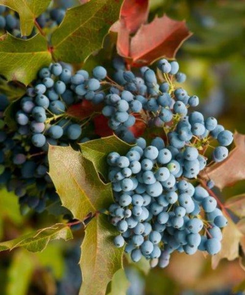 Oregon Grape - Mahonia aquifolium - Trees by Post