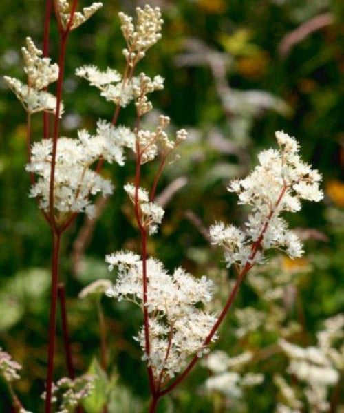 Meadowsweet - Filipendula ulmaria - Trees by Post