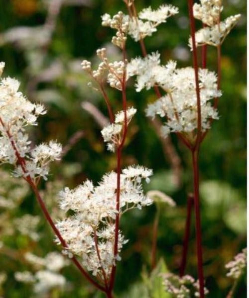 Meadowsweet - Filipendula ulmaria - Trees by Post