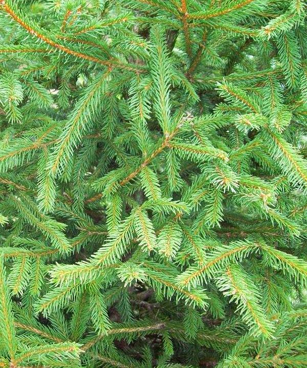 Norway Spruce Tree Gift - Trees by Post