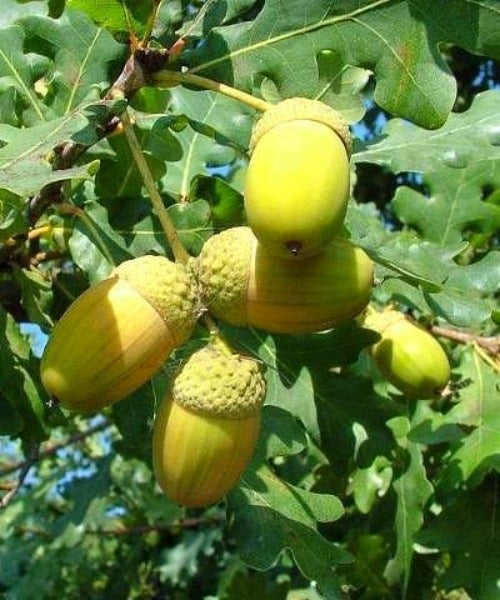 Pedunculate Oak Trees - Quercus robur - Trees by Post