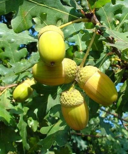 Pedunculate Oak Trees - Quercus robur - Trees by Post