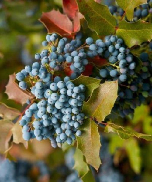 Oregon Grape - Mahonia aquifolium - Trees by Post