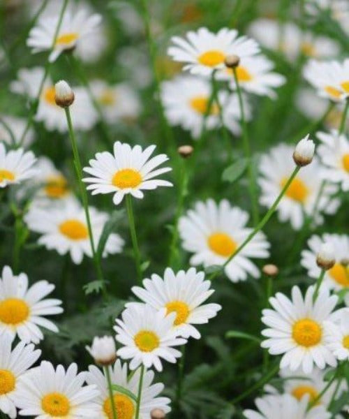 Oxeye Daisy - Leucanthemum vulgare - Trees by Post