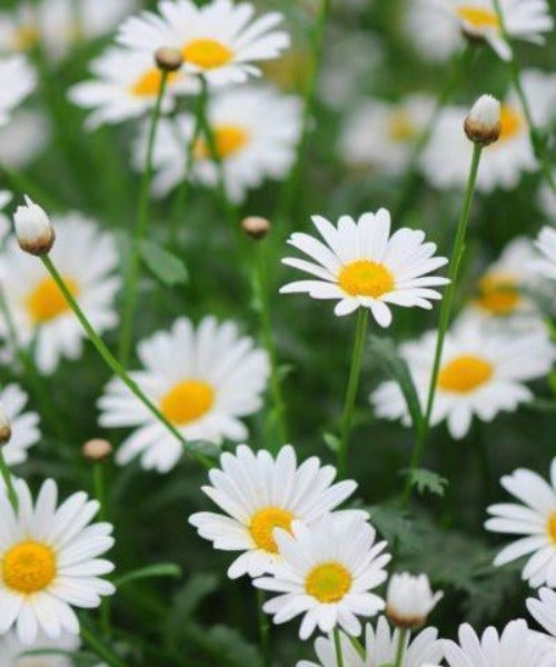 Oxeye Daisy - Leucanthemum vulgare - Trees by Post