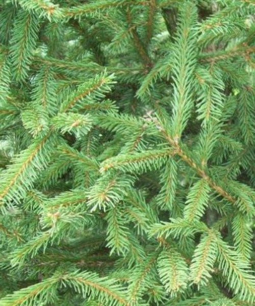 Norway Spruce Trees - Picea abies - Trees by Post