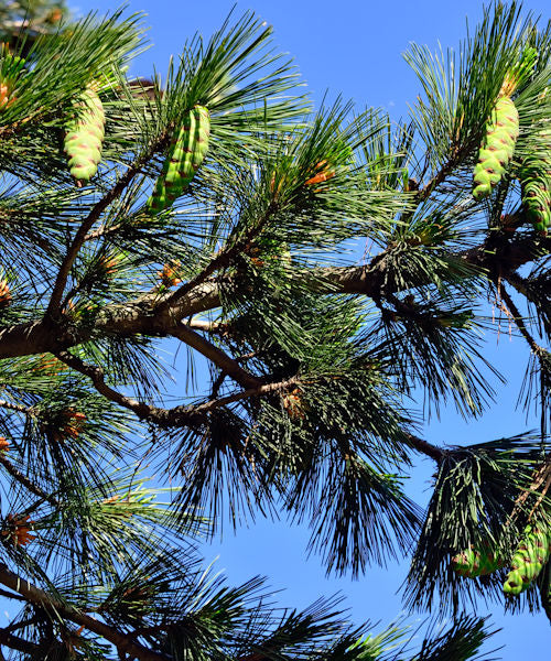 Macedonian Pine - Pinus peuce - Trees by Post