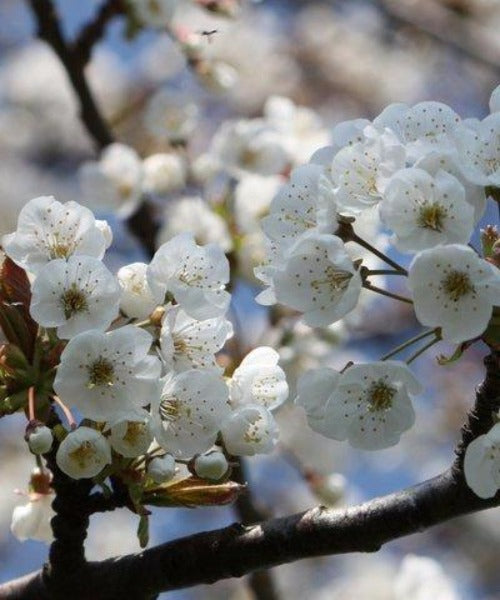 Wild Cherry Trees - Prunus avium - Trees by Post