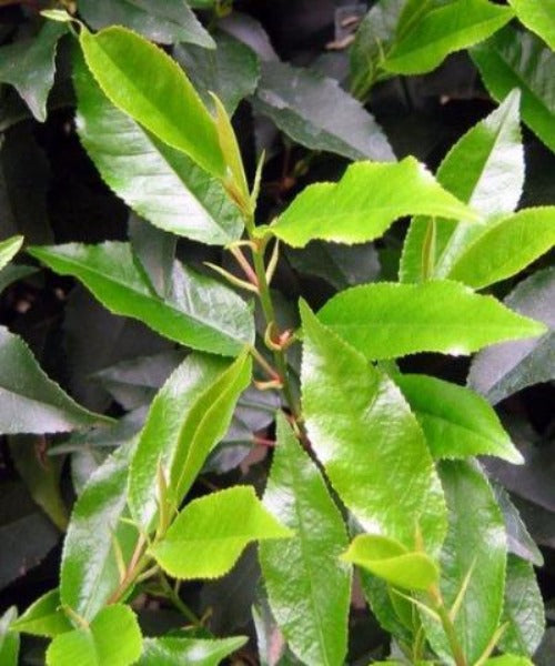 Portugal Laurel - Prunus lusitanica - Trees by Post