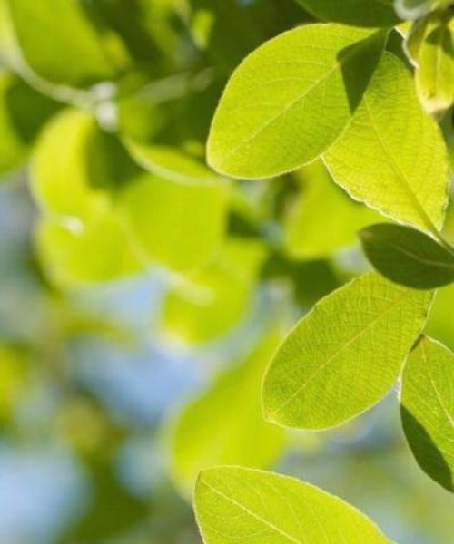 Goat Willow Trees - Salix caprea - Trees by Post