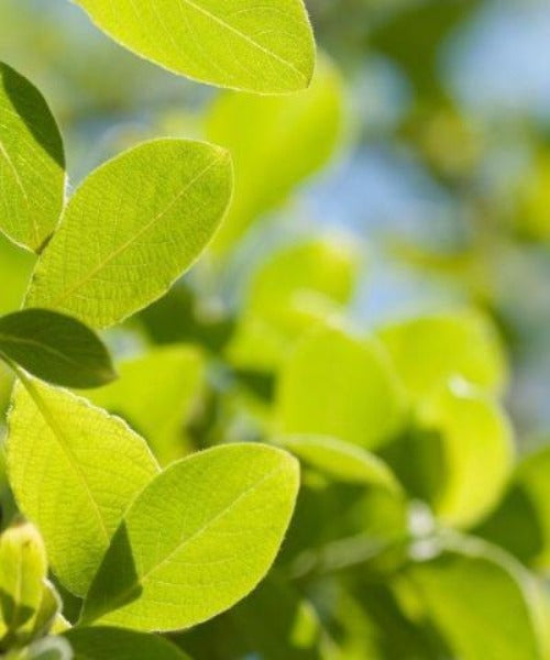 Goat Willow Trees - Salix caprea - Trees by Post