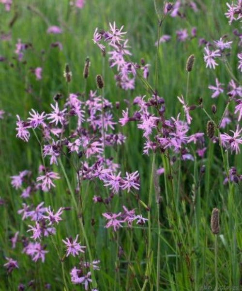 Ragged Robin - Lychnis flos-cuculi - Trees by Post