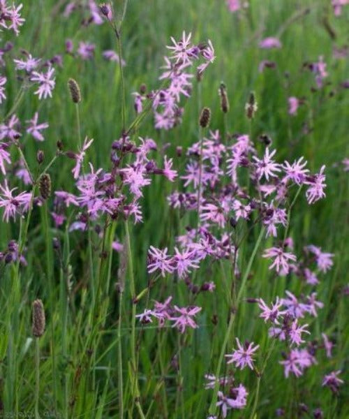 Ragged Robin - Lychnis flos-cuculi - Trees by Post