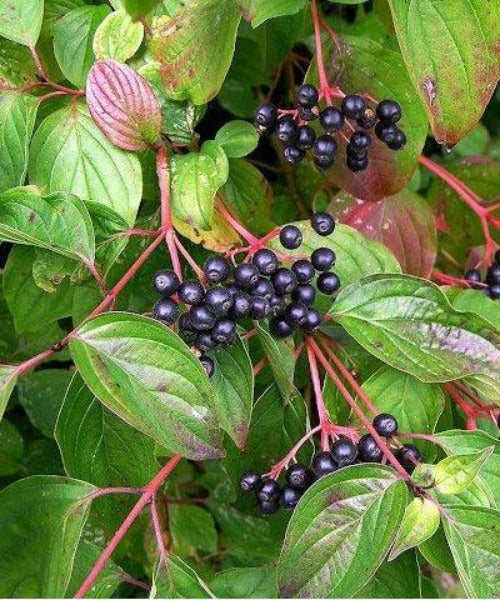 Dogwood - Cornus sanguinea - Trees by Post