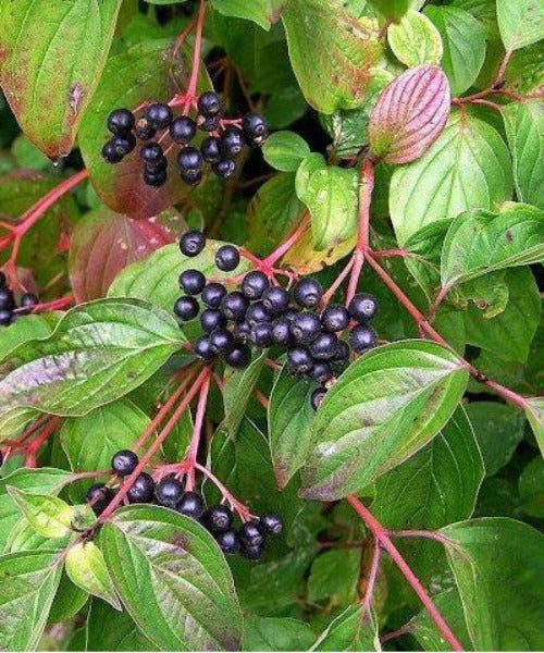 Dogwood - Cornus sanguinea - Trees by Post