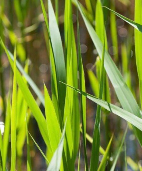 Reeds - Phragmites australis - Trees by Post